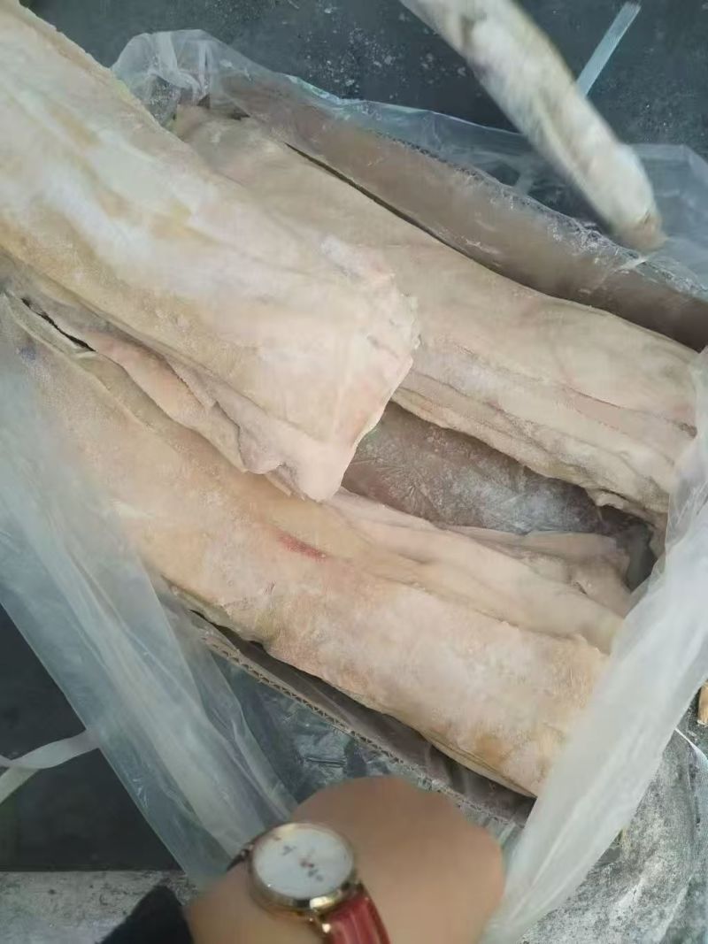 小猪猪脊皮