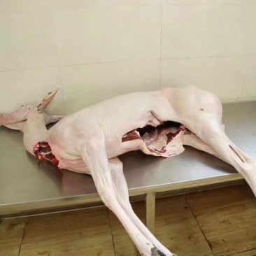 梅花鹿鹿肉白条整只鹿肉肉类批发产地一手常年供应
