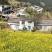正宗白花蜂蜜
