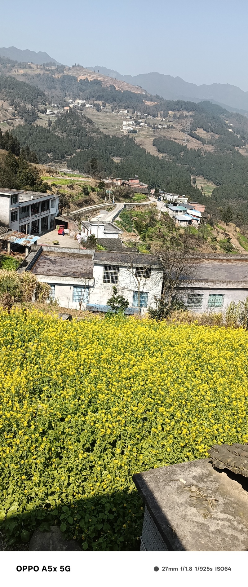 正宗白花蜂蜜