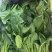 大量供应菠菜，市场，食品厂都有货