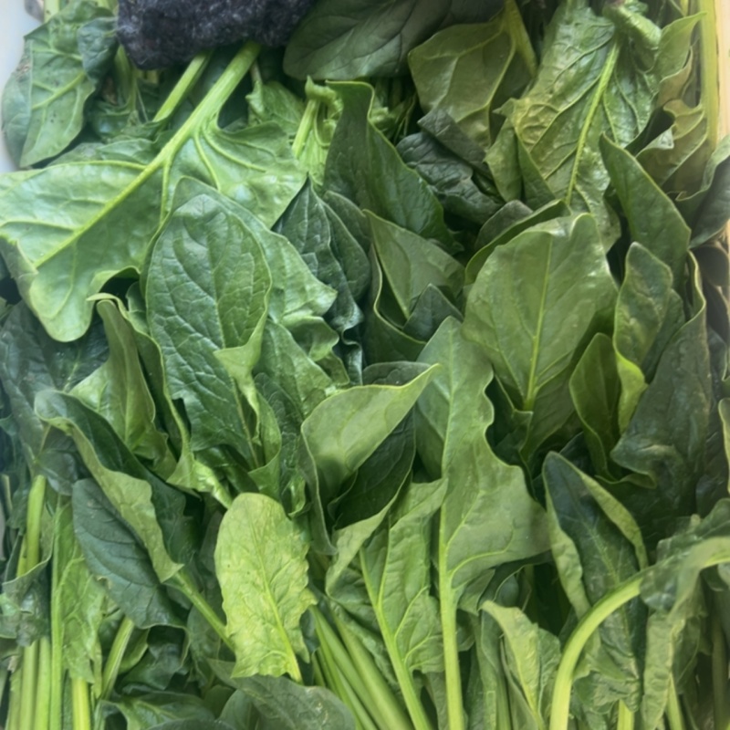 大量供应菠菜，市场，食品厂都有货