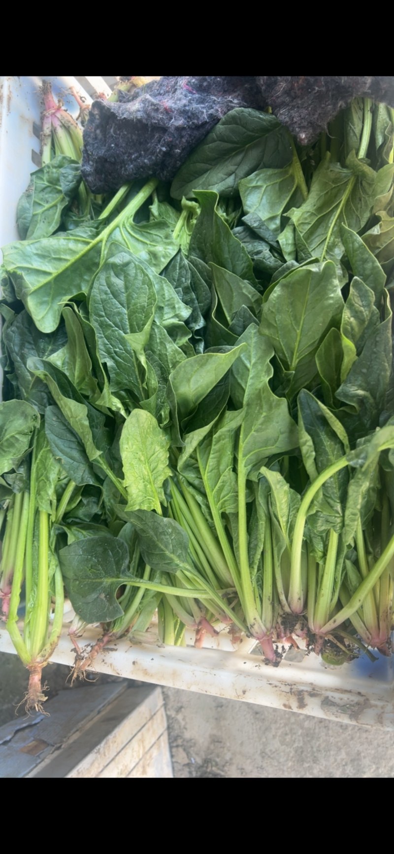 大量供应菠菜，市场，食品厂都有货