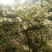 正宗白花蜂蜜