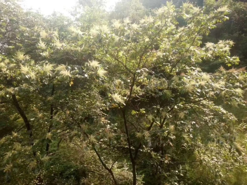 正宗白花蜂蜜