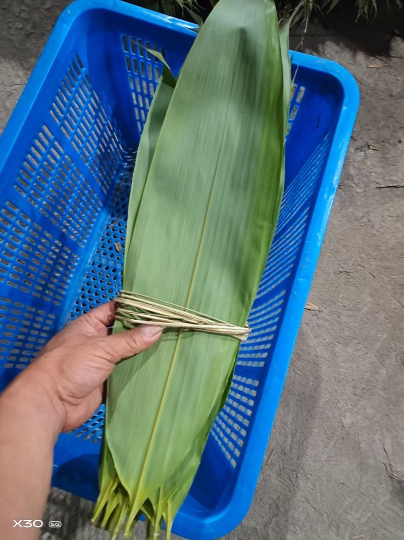 粽叶一手批发，高品质粽叶批发。全国各地包邮。
