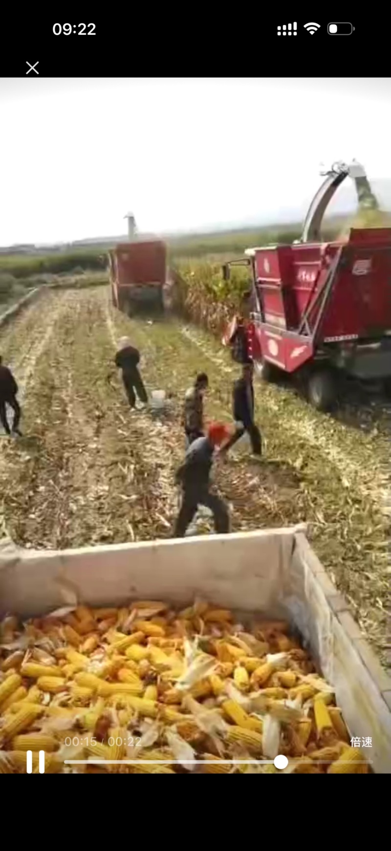 精品黄储一手货源全国发货量大价优欢迎随时联系