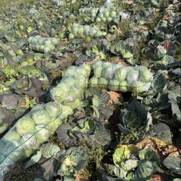 湖北甘蓝大量有货基地直供品质优可视频看货欢迎咨询来电