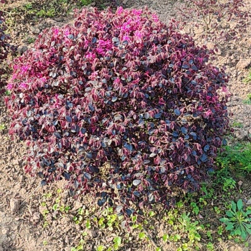 红继木球