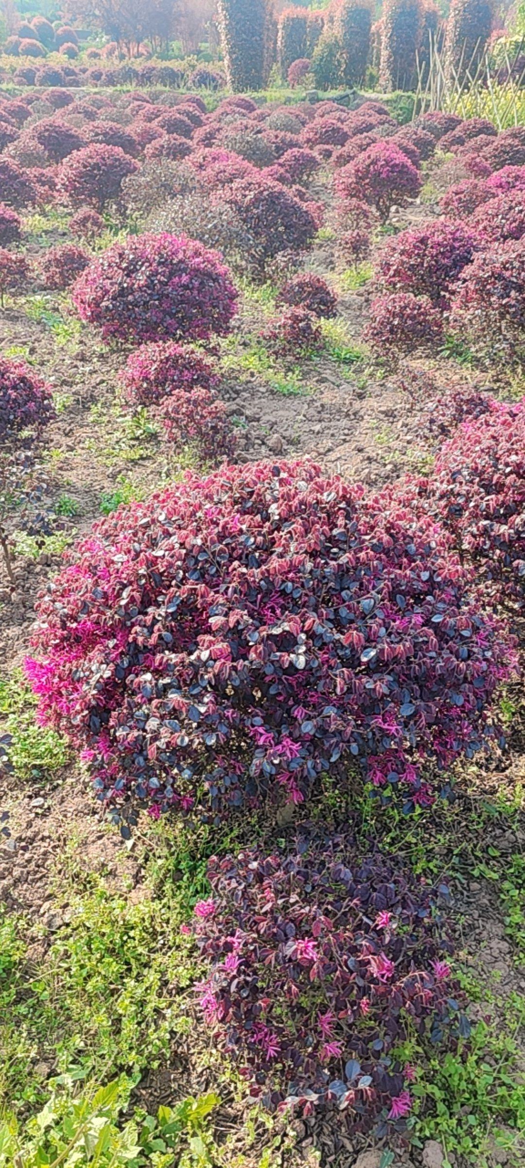 红继木球