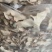 黄精干片云南黄精量大从优诚信合作量大从优