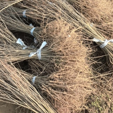 紫穗槐刺槐哪家强？民权川姐基地见真章！全规格供应，诚邀客