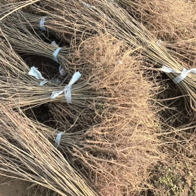 紫穗槐刺槐哪家强？民权川姐基地见真章！全规格供应，诚邀客