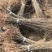 紫穗槐刺槐哪家强？民权川姐基地见真章！全规格供应，诚邀客