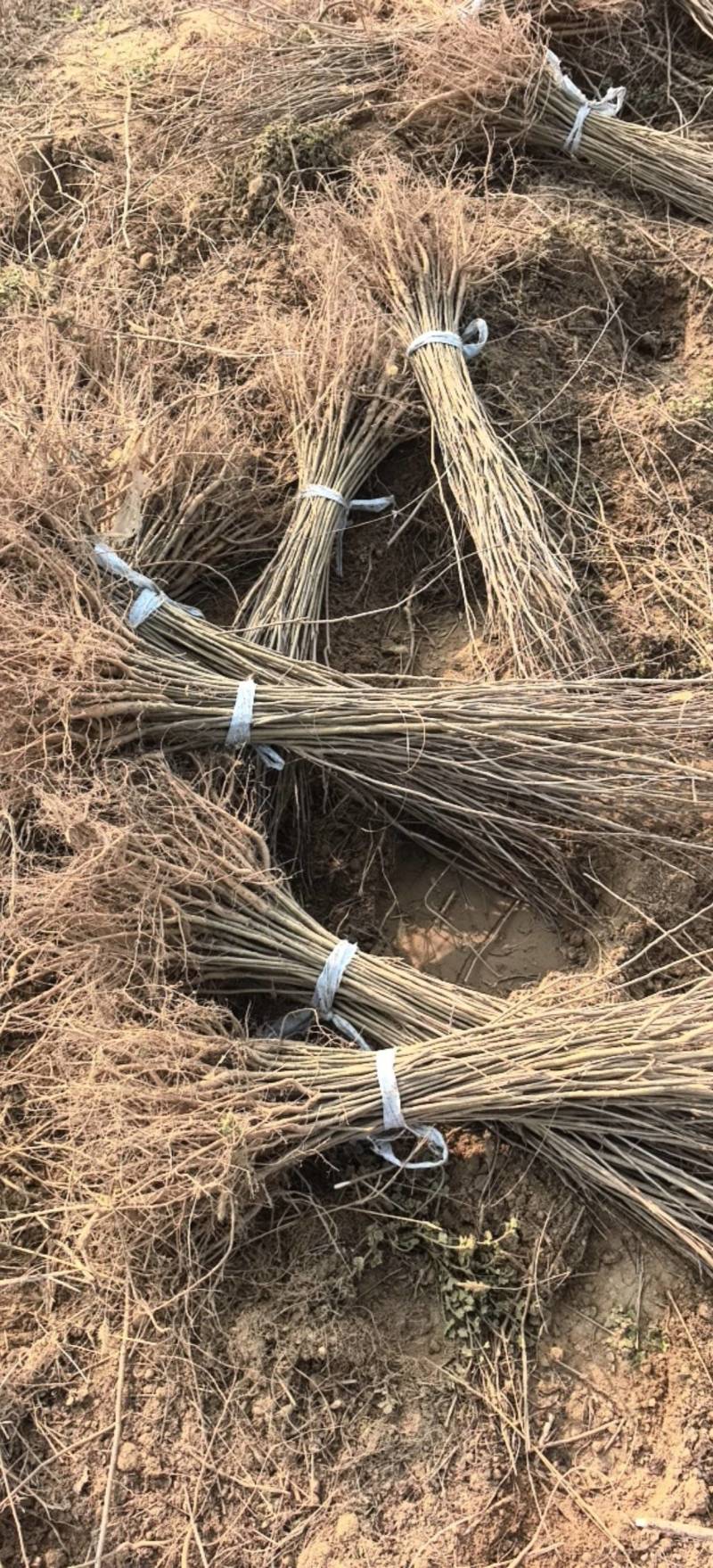 紫穗槐刺槐哪家强？民权川姐基地见真章！全规格供应，诚邀客