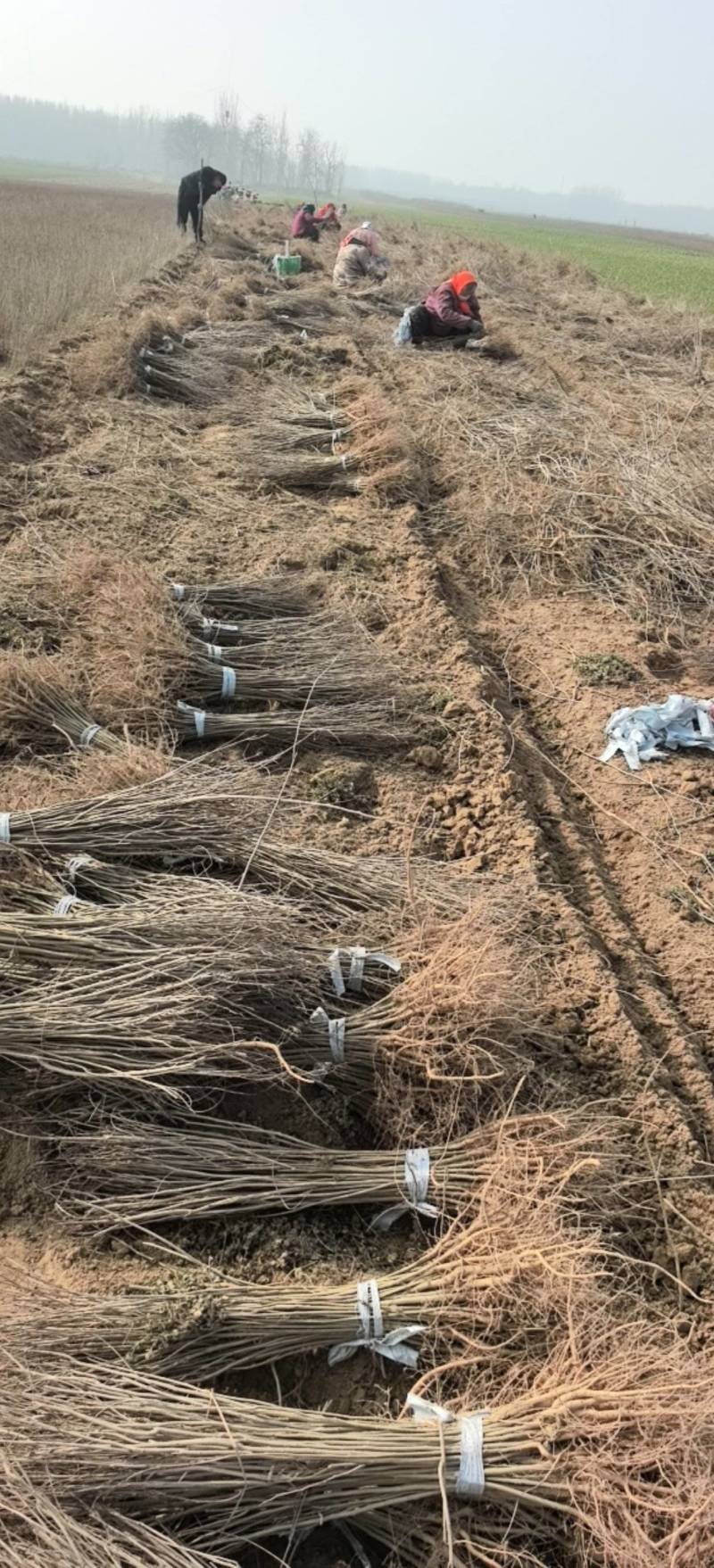 紫穗槐刺槐哪家强？民权川姐基地见真章！全规格供应，诚邀客