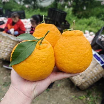 眉山正宗耙耙柑｜现摘现发不等待产自耙耙柑之乡，大山脚下好