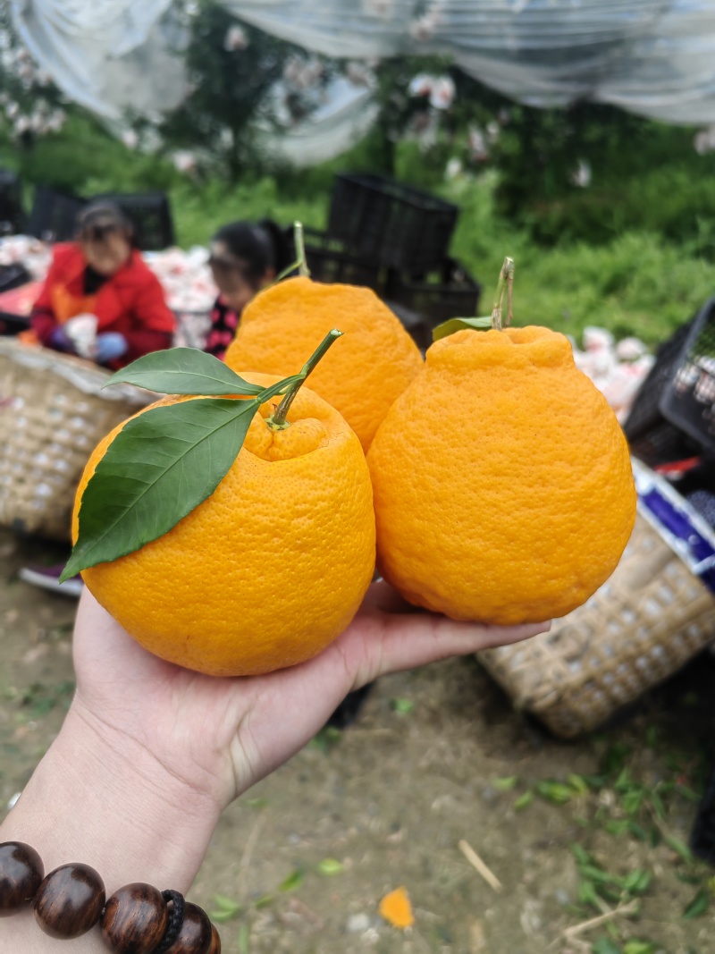 眉山正宗耙耙柑｜现摘现发不等待产自耙耙柑之乡，大山脚下好