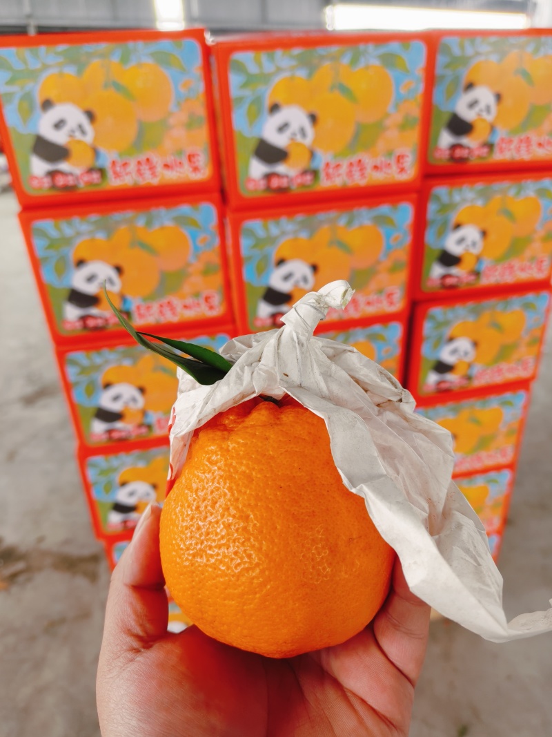 眉山正宗耙耙柑｜现摘现发不等待产自耙耙柑之乡，大山脚下好