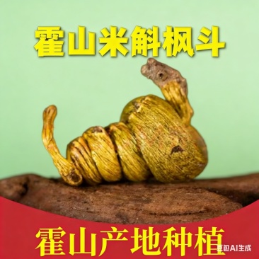 霍山米斛林下仿野生种植石斛林下种植米斛药材