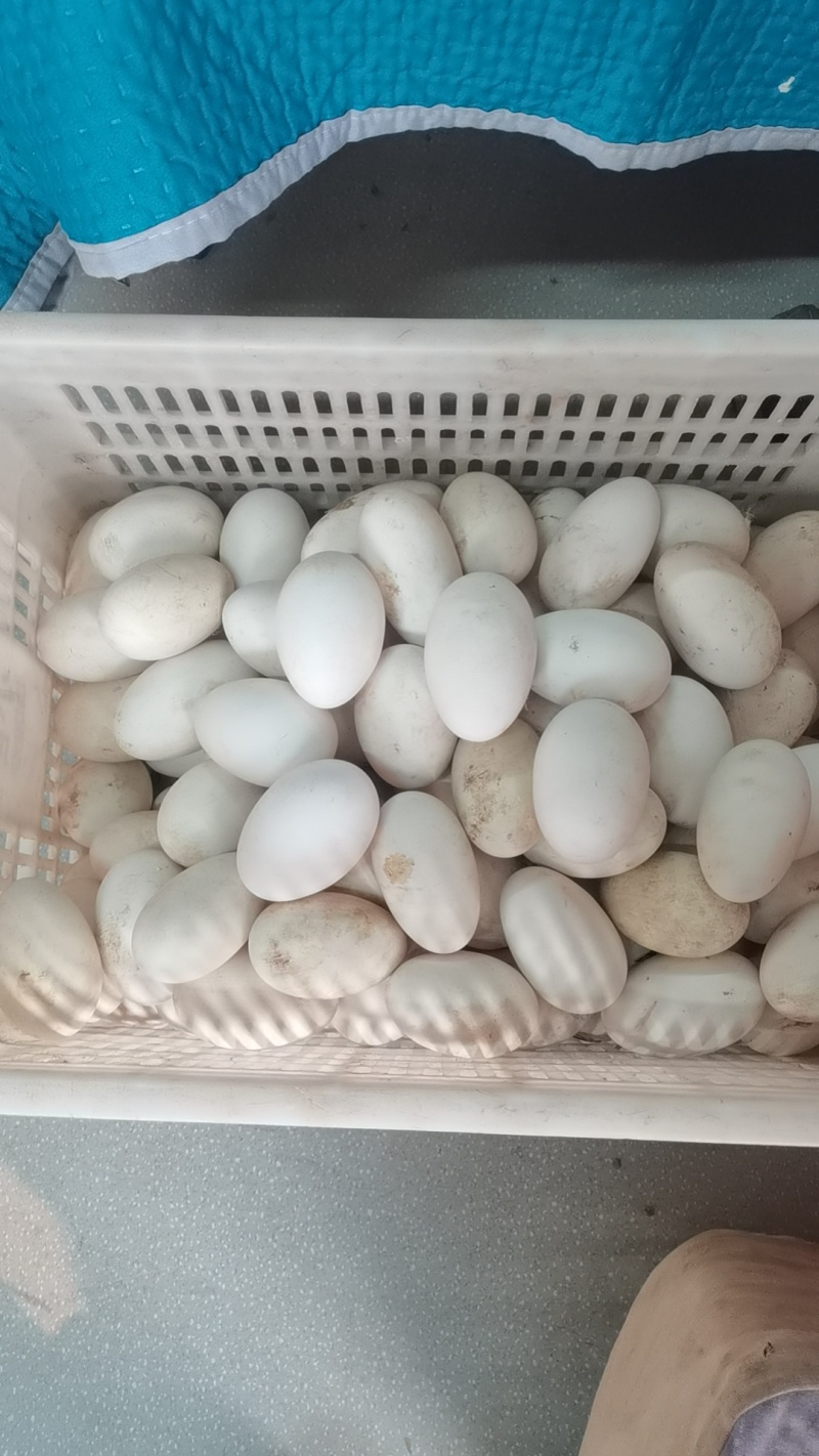 农家散养土鹅蛋
