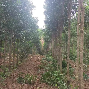 桂花树大小都有