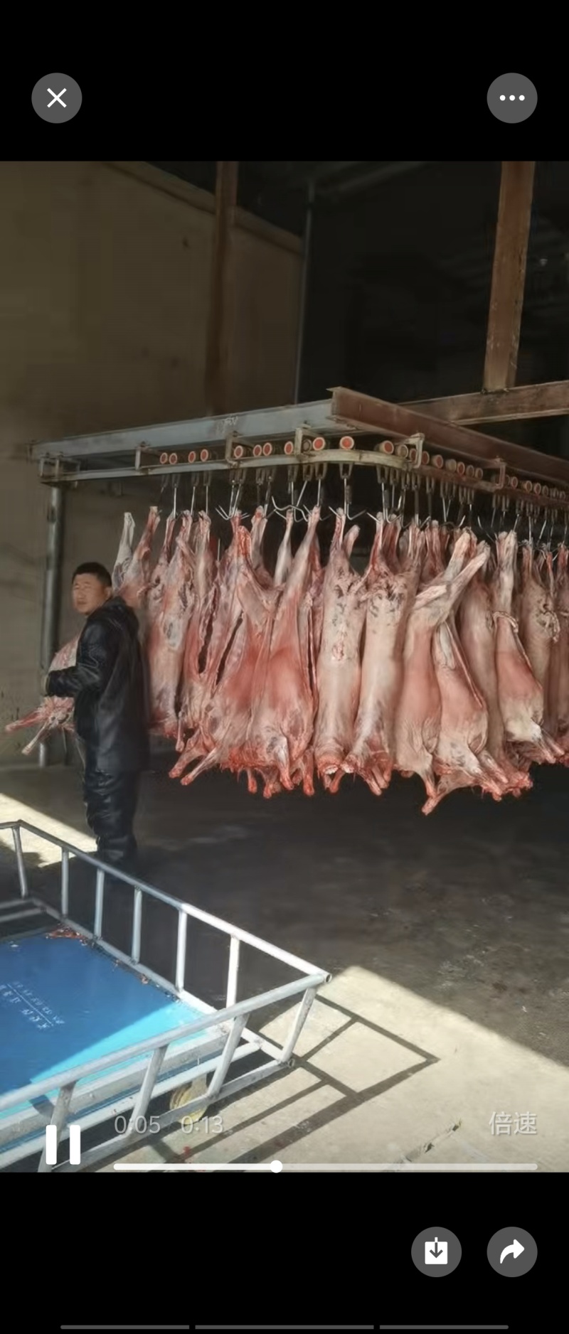 精品白条羊