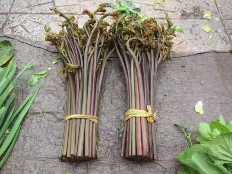 云南蕨菜