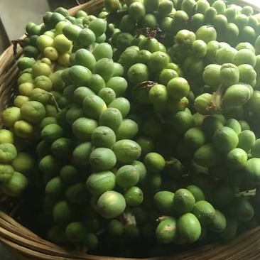 良种高产益智苗
