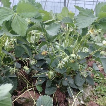 精品盆栽草莓苗阳台绿植品种规格齐全承接电商市场商超
