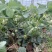 精品盆栽草莓苗阳台绿植品种规格齐全承接电商市场商超