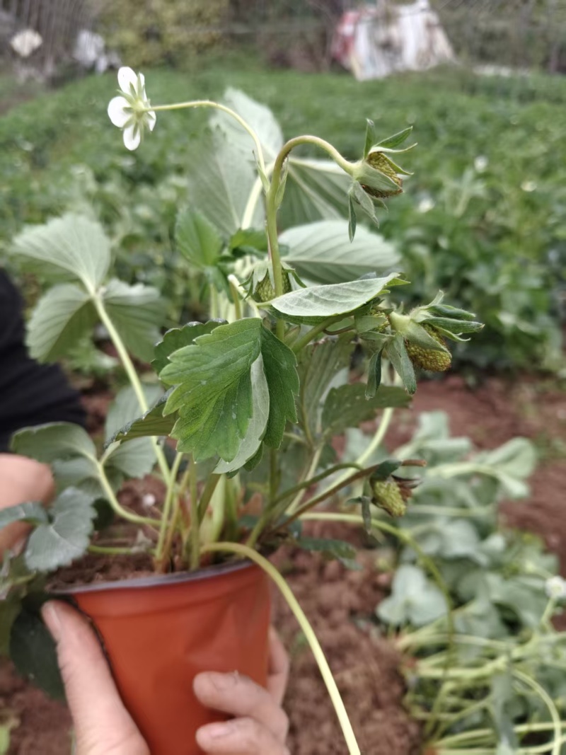 精品盆栽草莓苗阳台绿植品种规格齐全承接电商市场商超