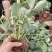 精品盆栽草莓苗阳台绿植品种规格齐全承接电商市场商超