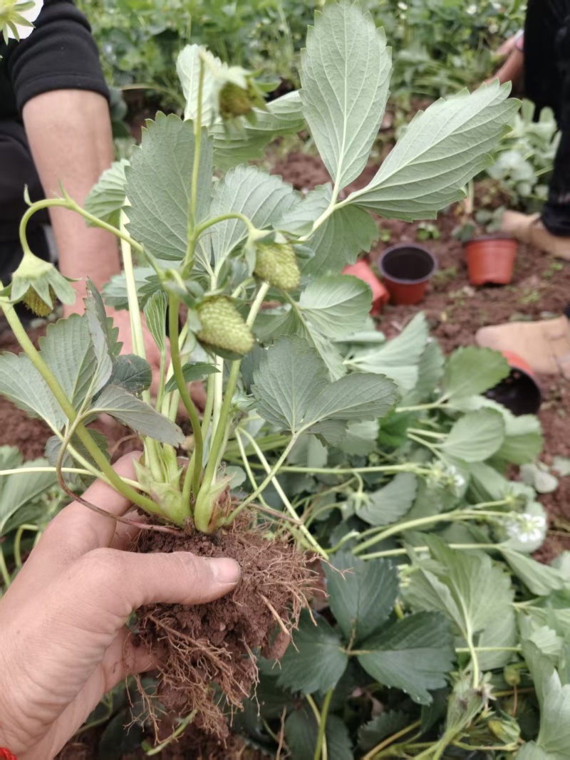 精品盆栽草莓苗阳台绿植品种规格齐全承接电商市场商超