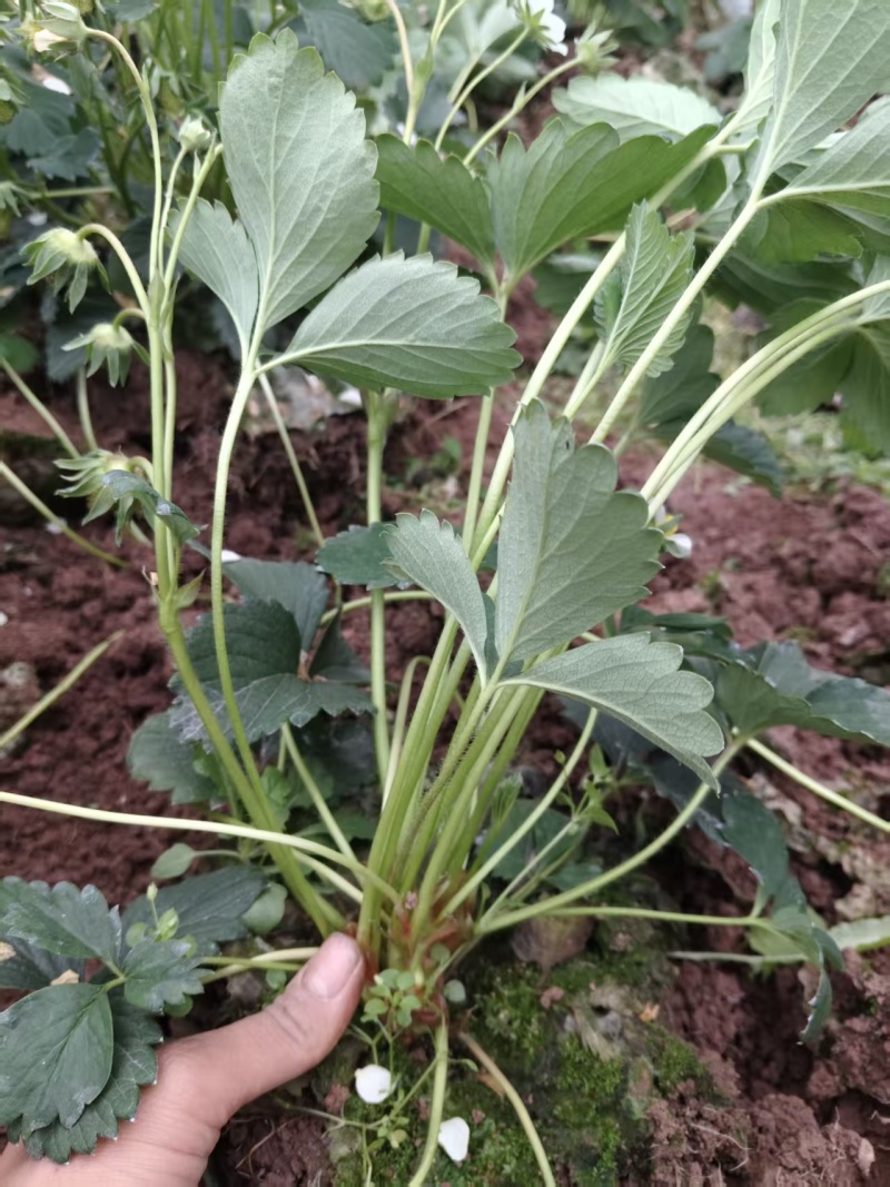 精品盆栽草莓苗阳台绿植品种规格齐全承接电商市场商超