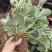 精品盆栽草莓苗阳台绿植品种规格齐全承接电商市场商超