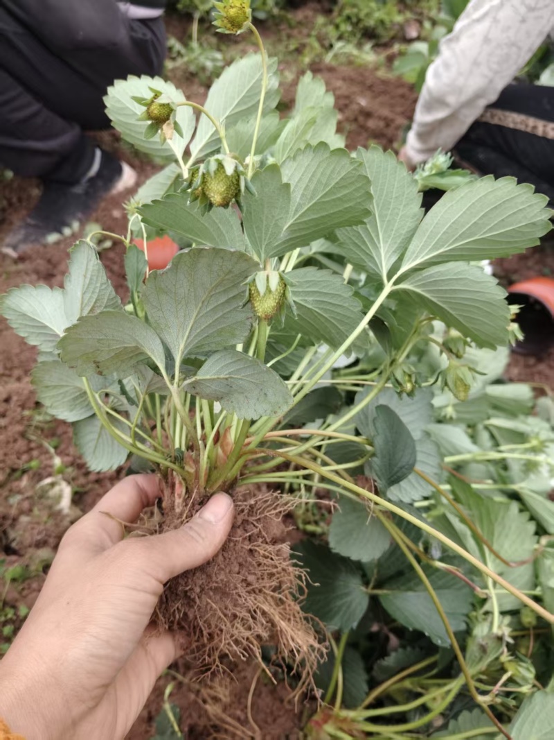 精品盆栽草莓苗阳台绿植品种规格齐全承接电商市场商超