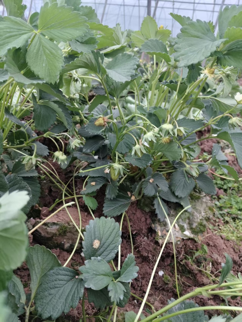 精品盆栽草莓苗阳台绿植品种规格齐全承接电商市场商超