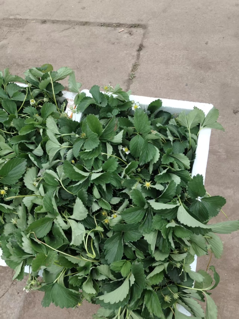 精品盆栽草莓苗阳台绿植品种规格齐全承接电商市场商超