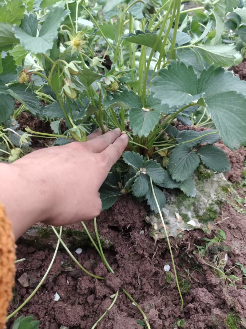 精品盆栽草莓苗阳台绿植品种规格齐全承接电商市场商超