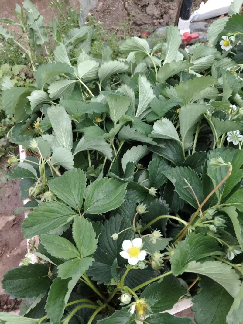 精品盆栽草莓苗阳台绿植品种规格齐全承接电商市场商超