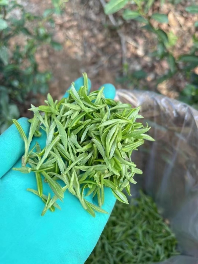 苏州东山碧螺春（特一级单牙）