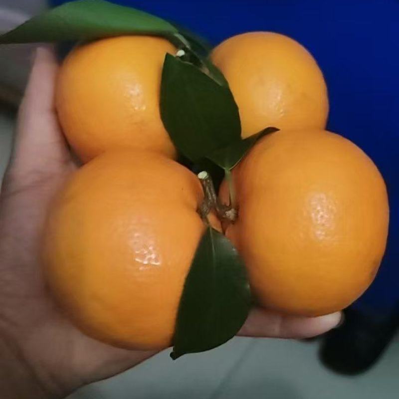 沃柑