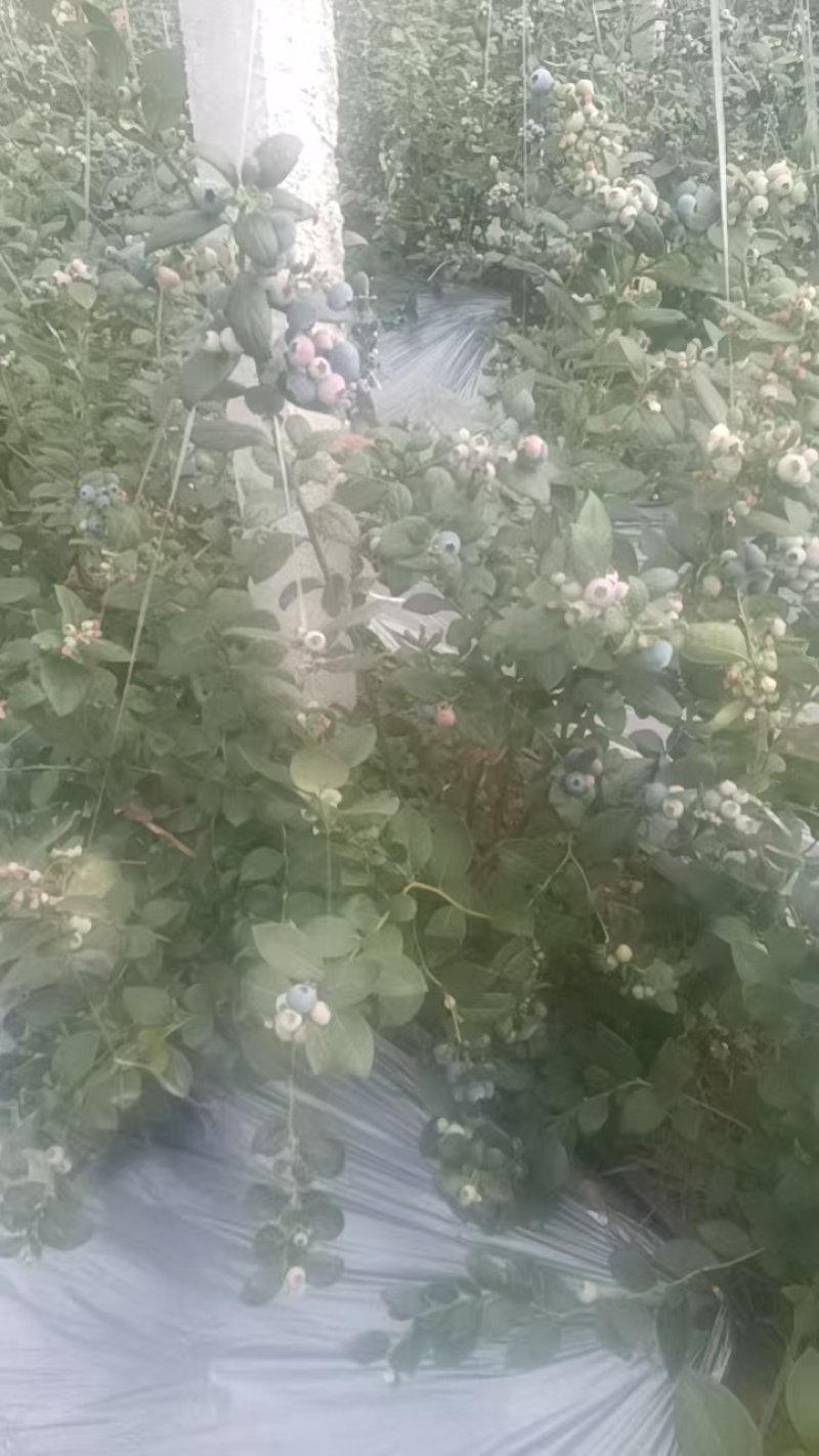 蓝莓树苗