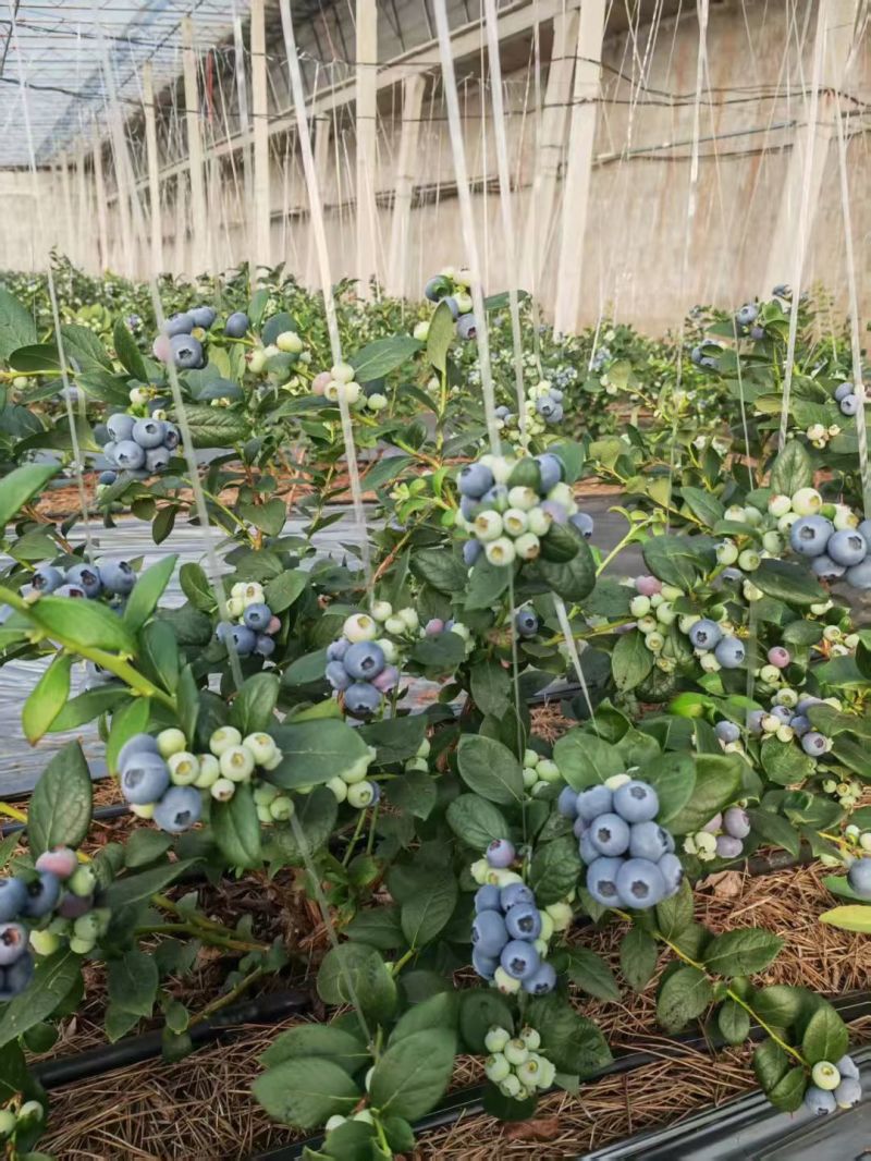 蓝莓树苗