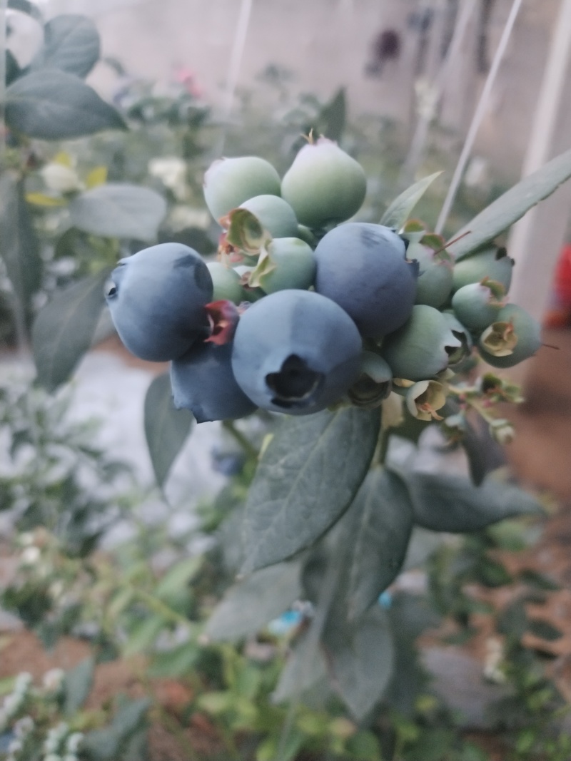 蓝莓树苗