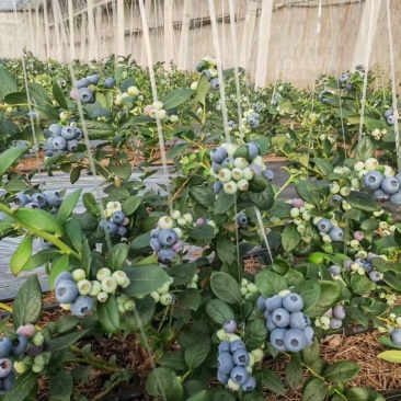 蓝莓树苗