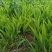 自家苗圃大量出售燕尾