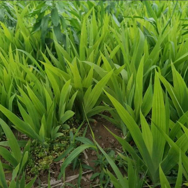 自家苗圃大量出售燕尾