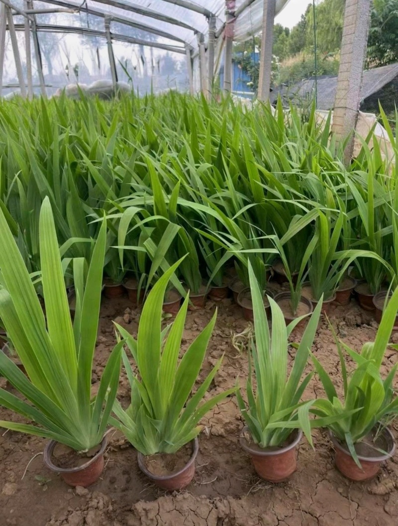 自家苗圃大量出售燕尾